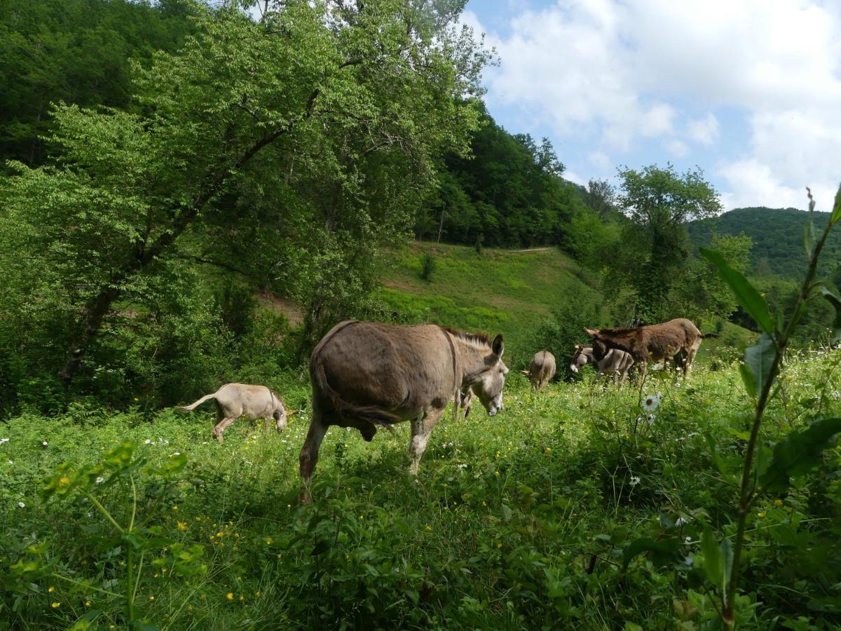 Source Nature Mas-d'Azil Екстериор снимка